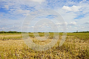 Everglades national park landscape