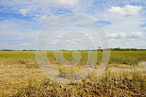 Everglades national park landscape