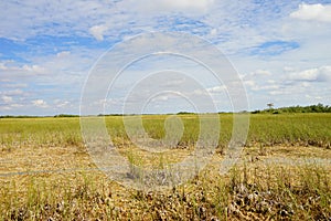 Everglades national park landscape