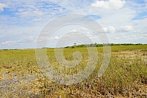 Everglades national park landscape