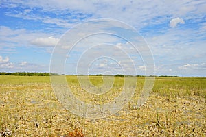 Everglades national park landscape