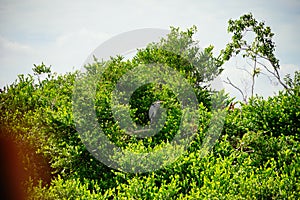 Everglades national park landscape