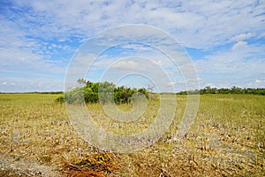 Everglades national park landscape