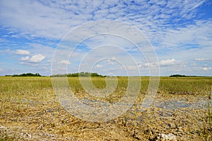 Everglades national park landscape