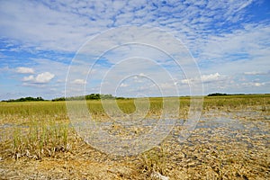 Everglades national park landscape