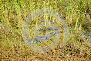 Everglades national park landscape