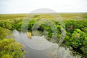 Everglades national park landscape