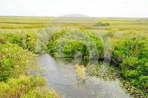 Everglades national park landscape