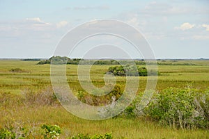 Everglades national park landscape