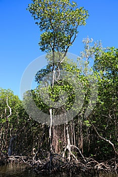 Everglades National Park Mangrove Trees Forest, Florida, USA