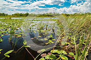 Everglades national park marsh, Florida, United States of America