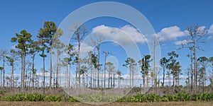 Everglades National Park pine forest