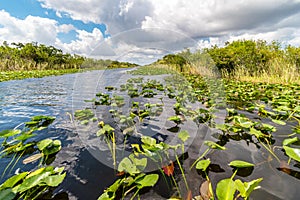 Everglades national park swamp, Florida, USA