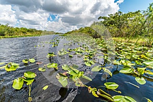 Everglades national park swamp, Florida, USA