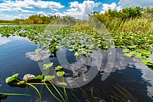 Everglades national park wetlands seen from airboat tour, Florida, United States of America