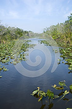 Everglades Park, lilypads