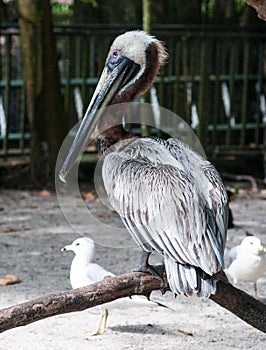 Everglades pelican on a tree