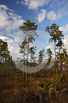 Everglades Pinelands