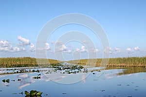 Everglades Pond