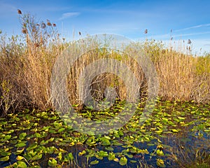Everglades Pond