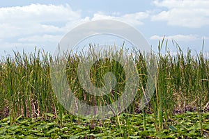 Everglades Reeds