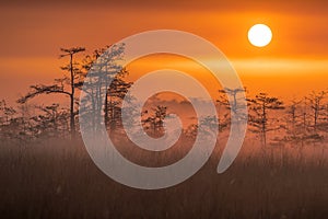 Everglades at sunrise