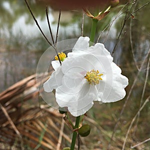 Everglades Swam Lands In Everglades Florida Bloom