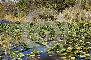 Everglades Swamp