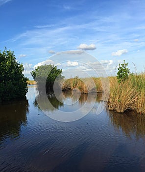 Everglades Swamp Scene