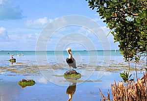 Everglades swamps