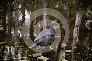 Everglades vulture resting in pond with mirror reflections of trees in the pond