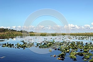 Everglades Wetland