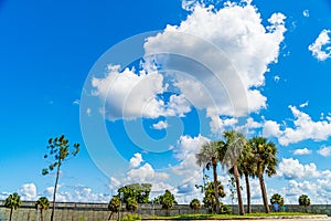 Everglades wetland in Florida, Everglades and Francis S. Taylor Wildlife Management Area