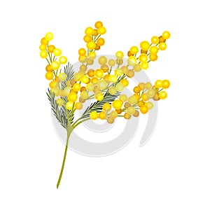 Evergreen Acacia Dealbata or Mimosa with Bipinnate Glaucous Leaves and Globose Bright Yellow Flowerheads Vector