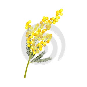 Evergreen Acacia Dealbata or Mimosa with Bipinnate Glaucous Leaves and Globose Bright Yellow Flowerheads Vector