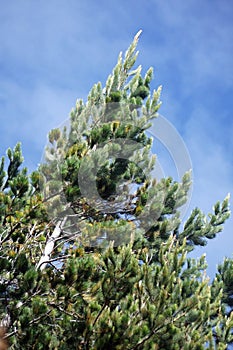 Evergreen against the sky in Antisana Ecological Reserve