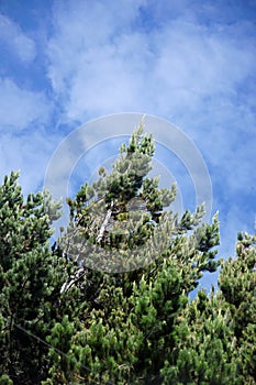 Evergreen against the sky in Antisana Ecological Reserve