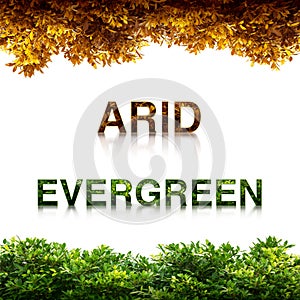 Evergreen with arid