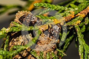 Evergreen Bagworm eating an ornamental cedar