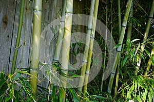 Evergreen Bambusa plant with golden bamboo stem and green leaves on wooden background close up.