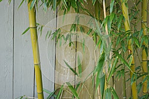 Evergreen Bambusa plant with golden bamboo stem and green leaves on wooden background close up.