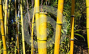 Evergreen Bambusa plant with golden bamboo stem and green leaves on wooden background close up.