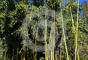 Evergreen Bambusa plant with golden bamboo stem and green leaves on wooden background close up.