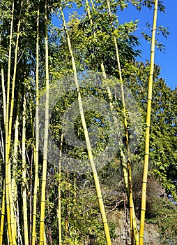 Evergreen Bambusa plant with golden bamboo stem and green leaves on wooden background close up.