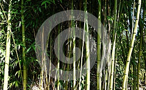 Evergreen Bambusa plant with golden bamboo stem and green leaves on wooden background close up.