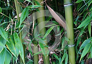 Evergreen Bambusa plants  with golden bamboo stem and green leaves close up.