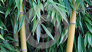 Evergreen Bambusa plants  with golden bamboo stem and green leaves close up.