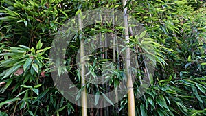 Evergreen Bambusa plants  with golden bamboo stem and green leaves close up.