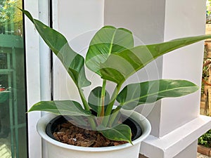 Evergreen big long leaves plant in white pot for decorate house entrance