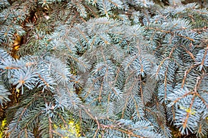 evergreen blue spruce tree background backdrop. close up